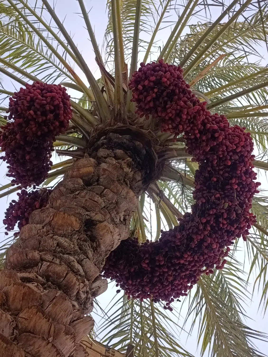 37تا خوشه اجاره داد میشون