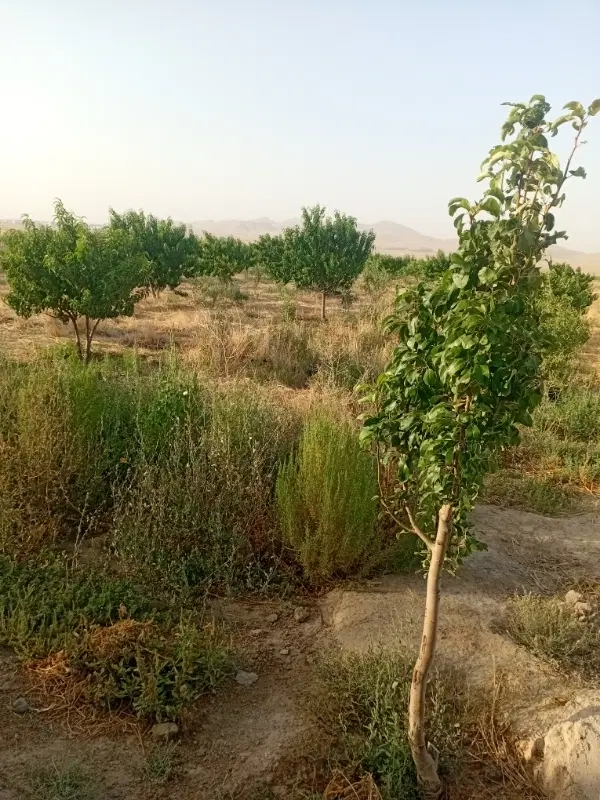 باغ میوه و پسته
