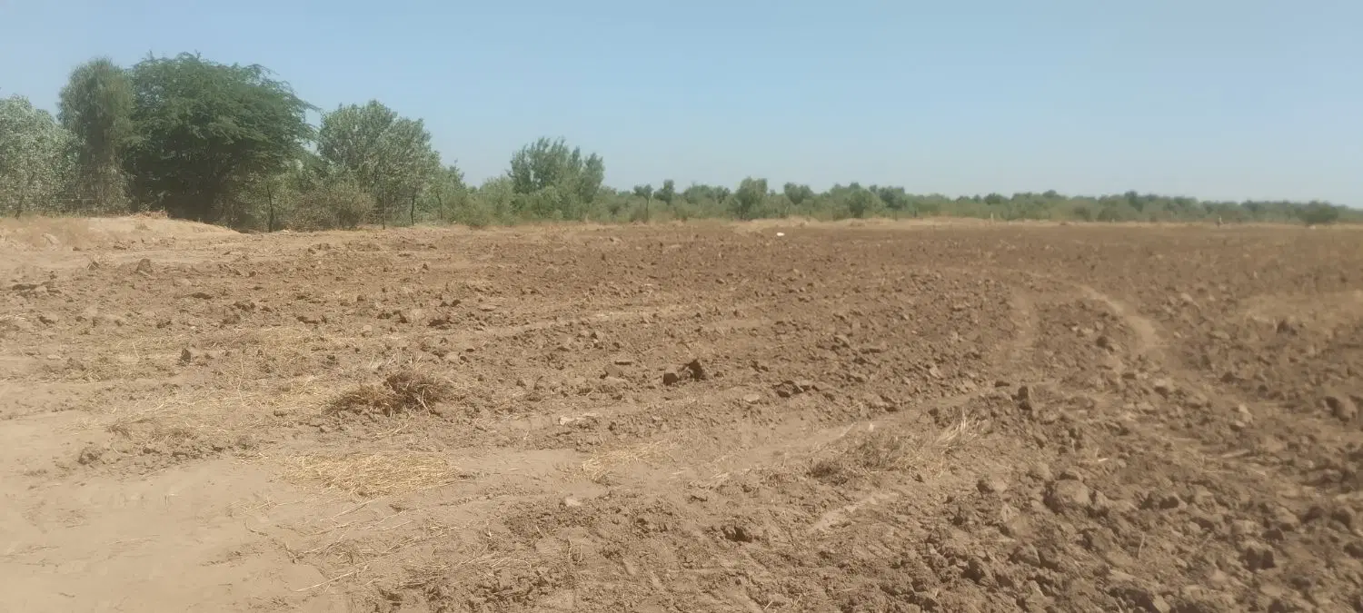 اجاره زمین جهت کشت گندم و کلزا