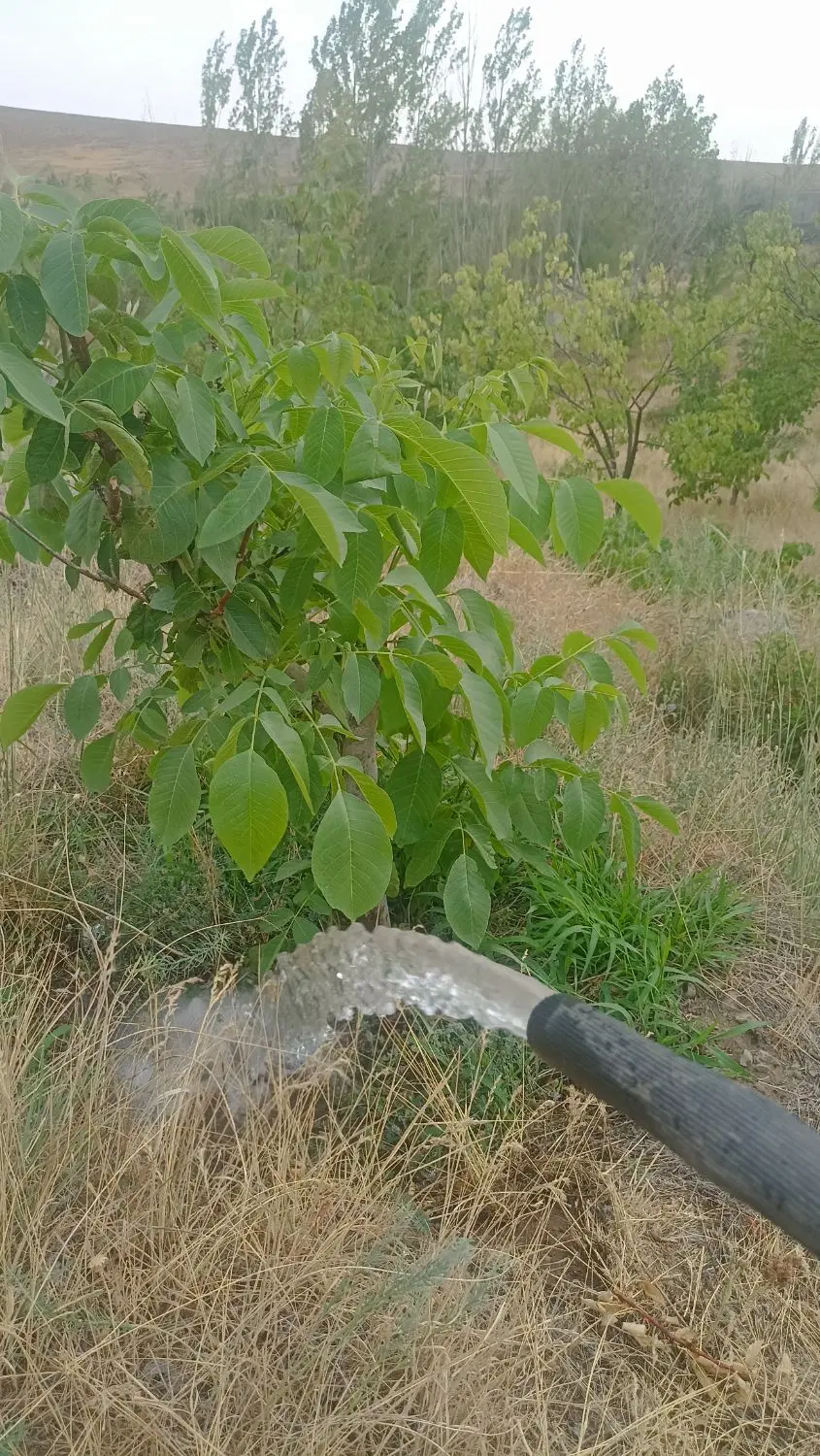 باغ