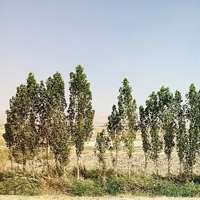 یک قطعه زمین مسکونی وتجاری بهترین موقعیت