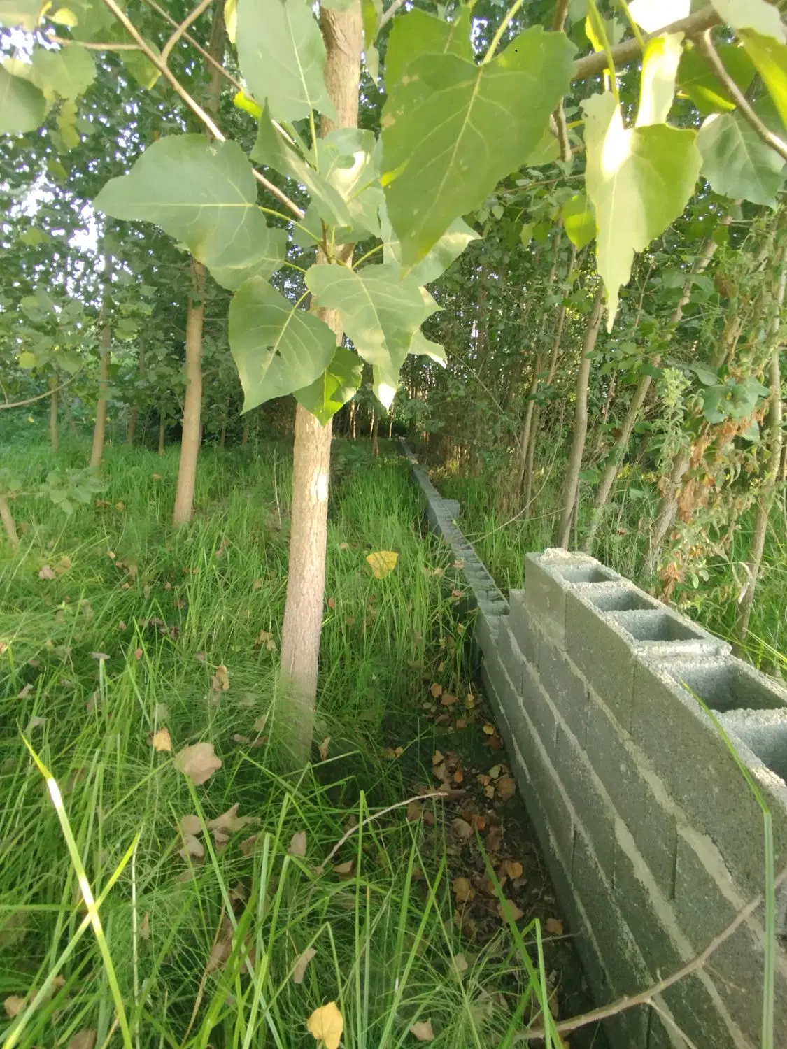 زمین 230 متری نزدیک ساحل ولی آباد زیباکنار