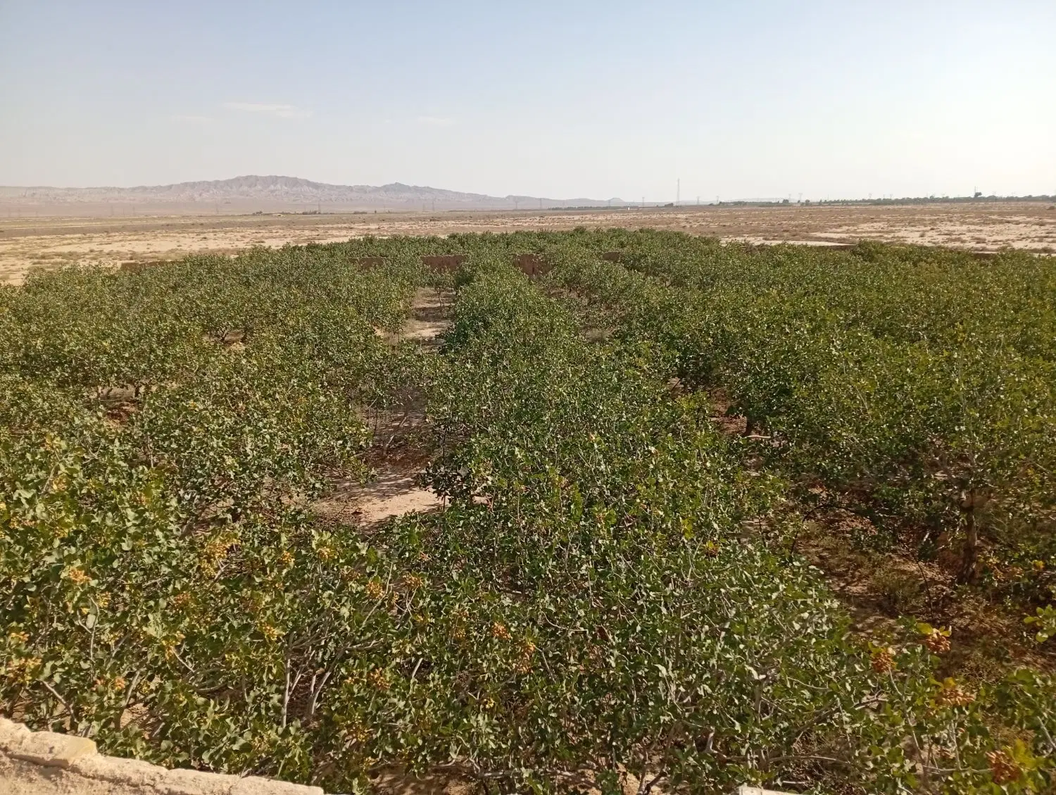 باغ پسته بارده ۲۷ ساله در شاهرود