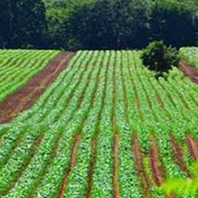 زمین برای اجاره گندم، جو، گرگرو، نخود، میخام
