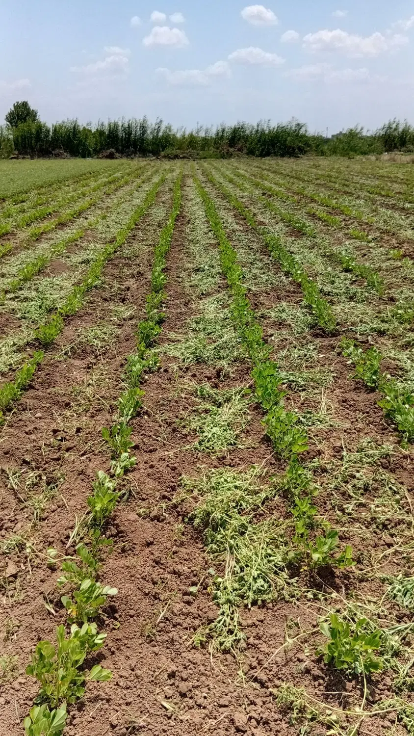 اجاره مزرعه بادام زمینی سرپایی
