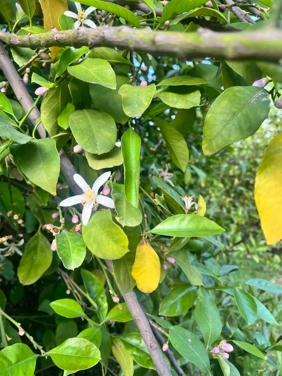 فروش زمین زراعی باغی گچساران