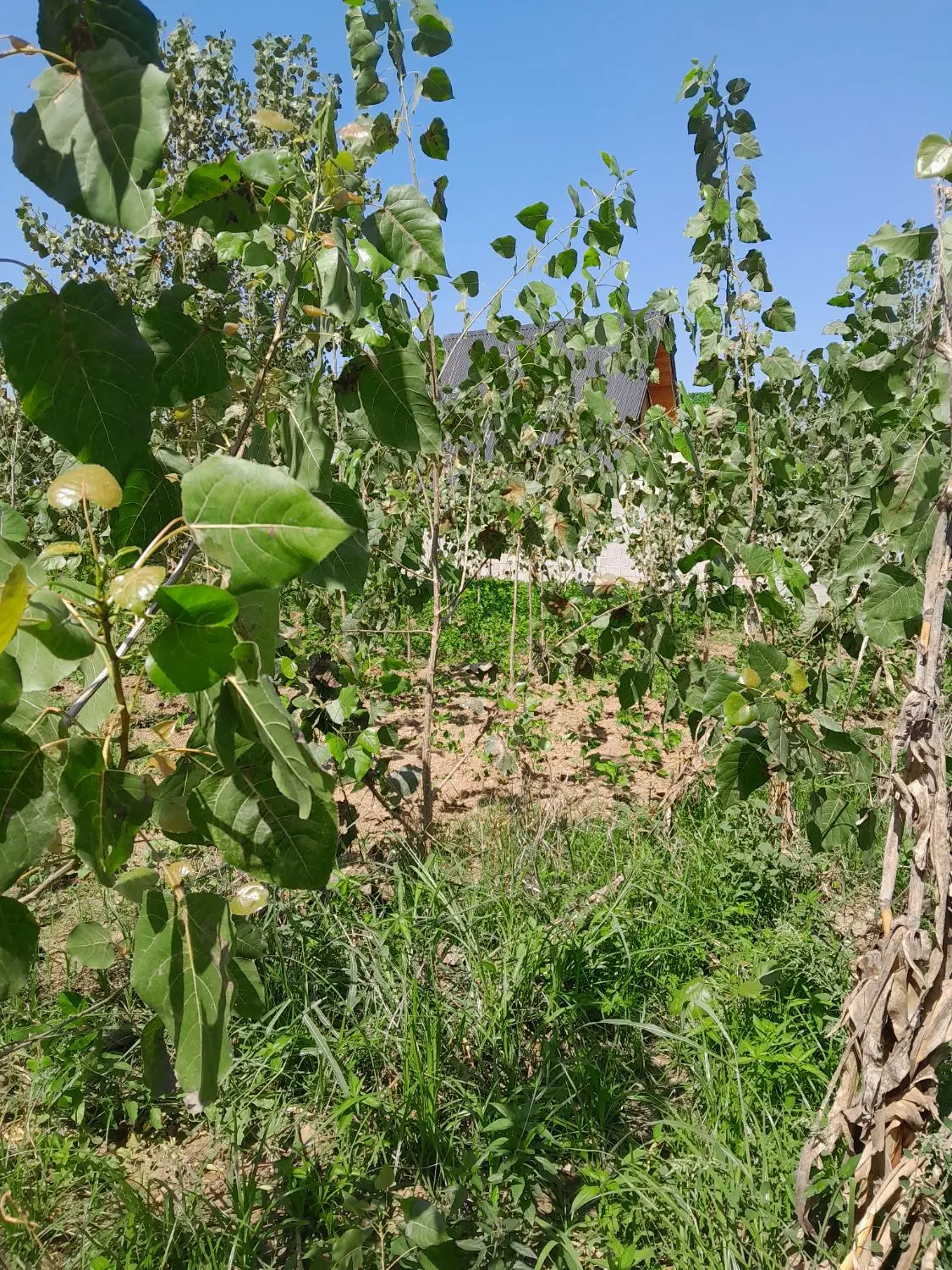 فروش زمین روستایی  ۴۱۰ متری