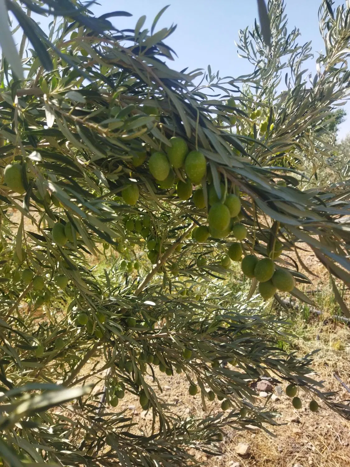 فروش باغچه