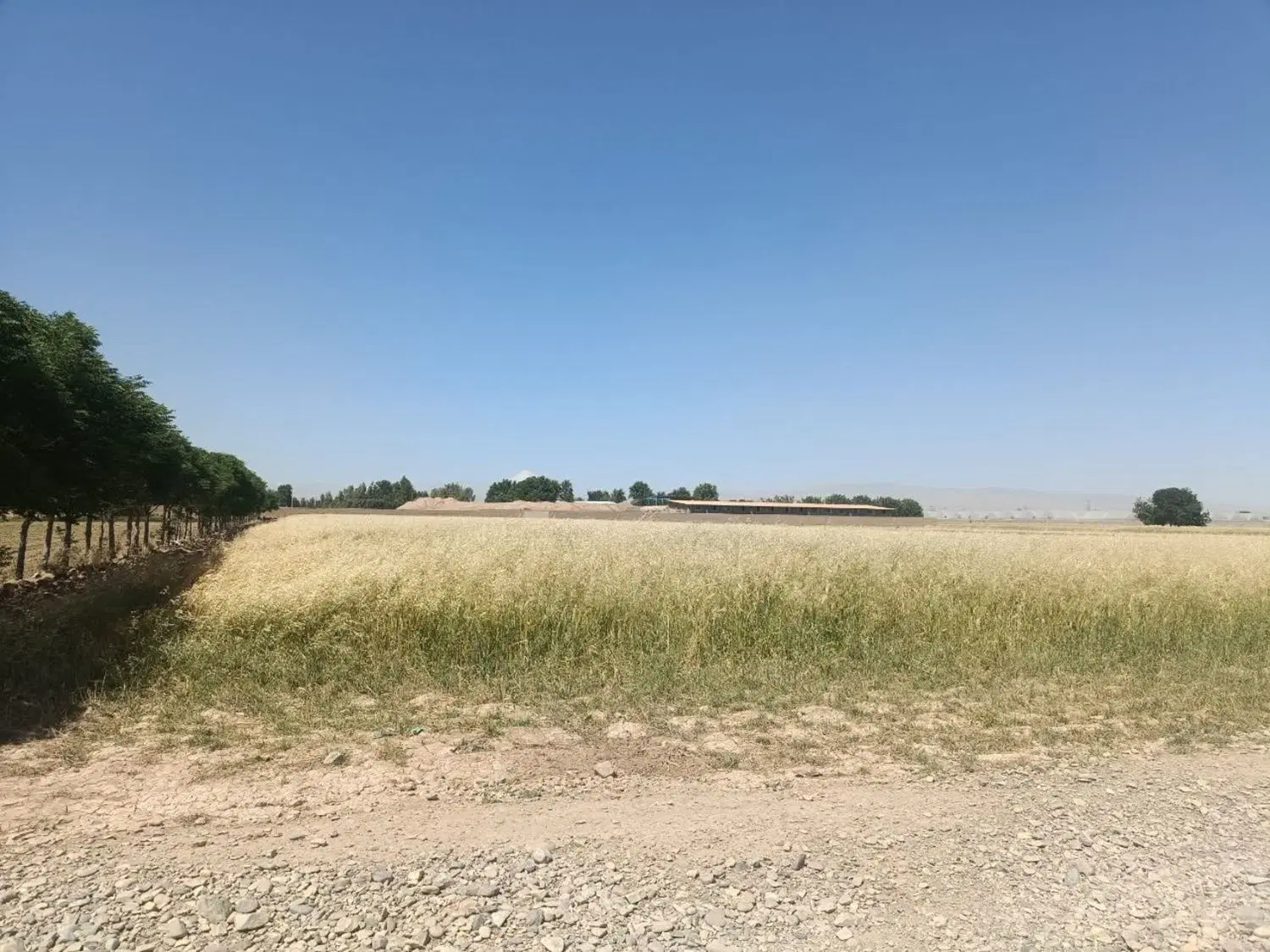 ۱۰۰۰متر مربع زمین زراعی حاصل خیز_تهران ورامین