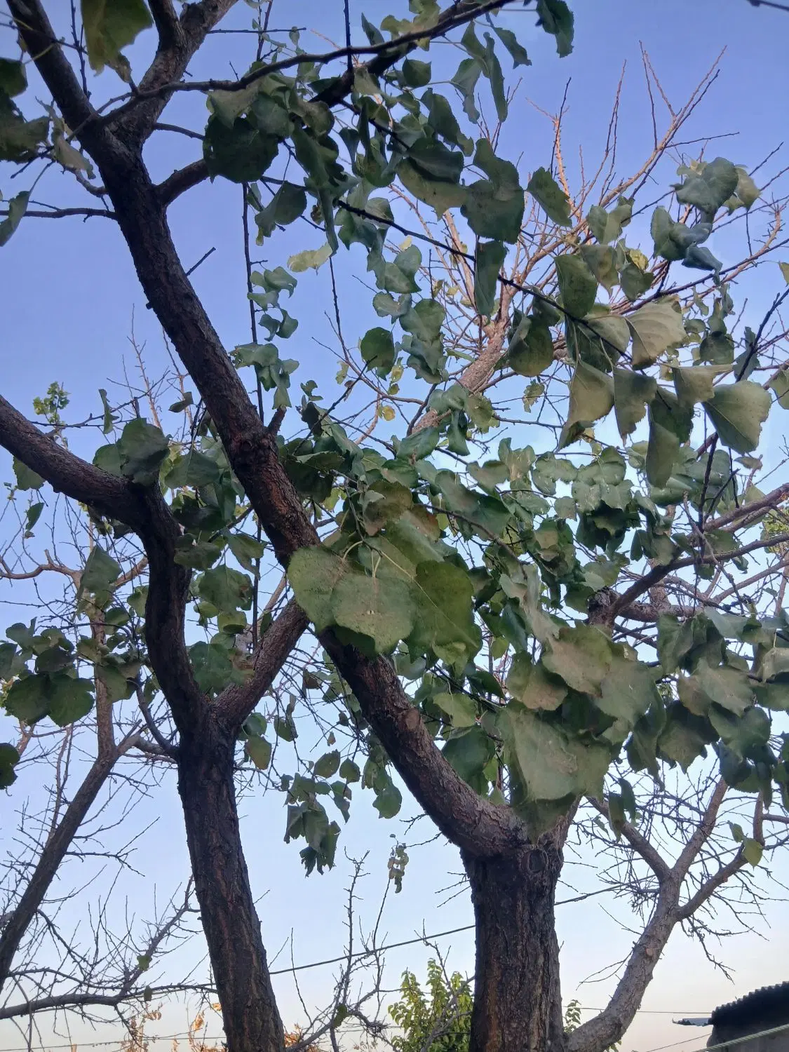 دوساعت اب ملکی با ۳ هزار متر زعفران