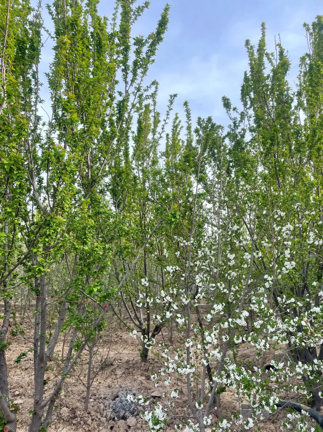 زمین