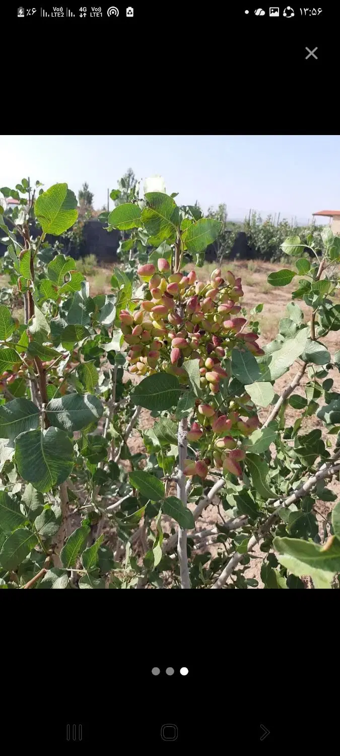 باغچه ۸۰۰ متری سند تکبرگ درمامونیه ۹۰ دقیقگی تهران