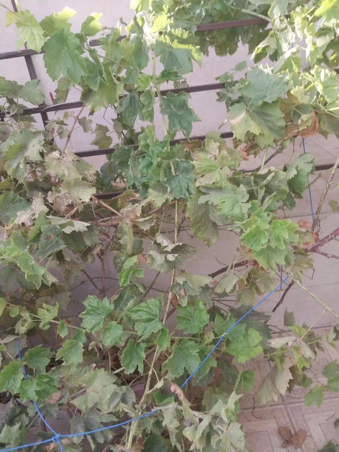 خانه ویلایی دربستی یک طبقه ۷۰ متر صالحیه