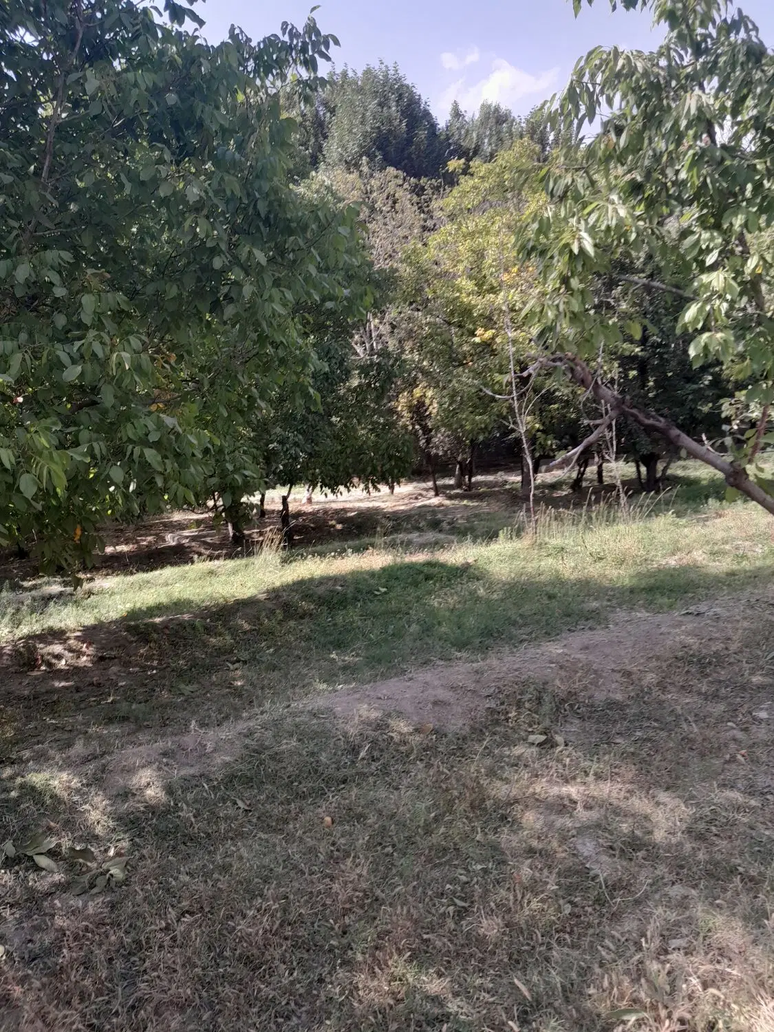 ۸۶۰۰ متر باغ سنددار،استثنایی،منطقه برند کردان،اغشت