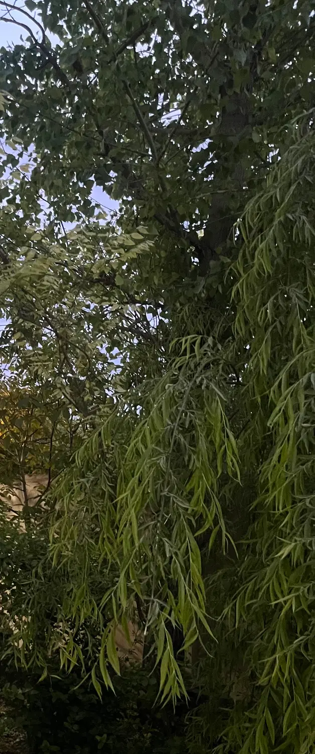 باغ میوه داخل بافت مسکونی