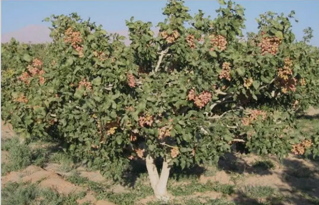 باغ پسته و گاوداری