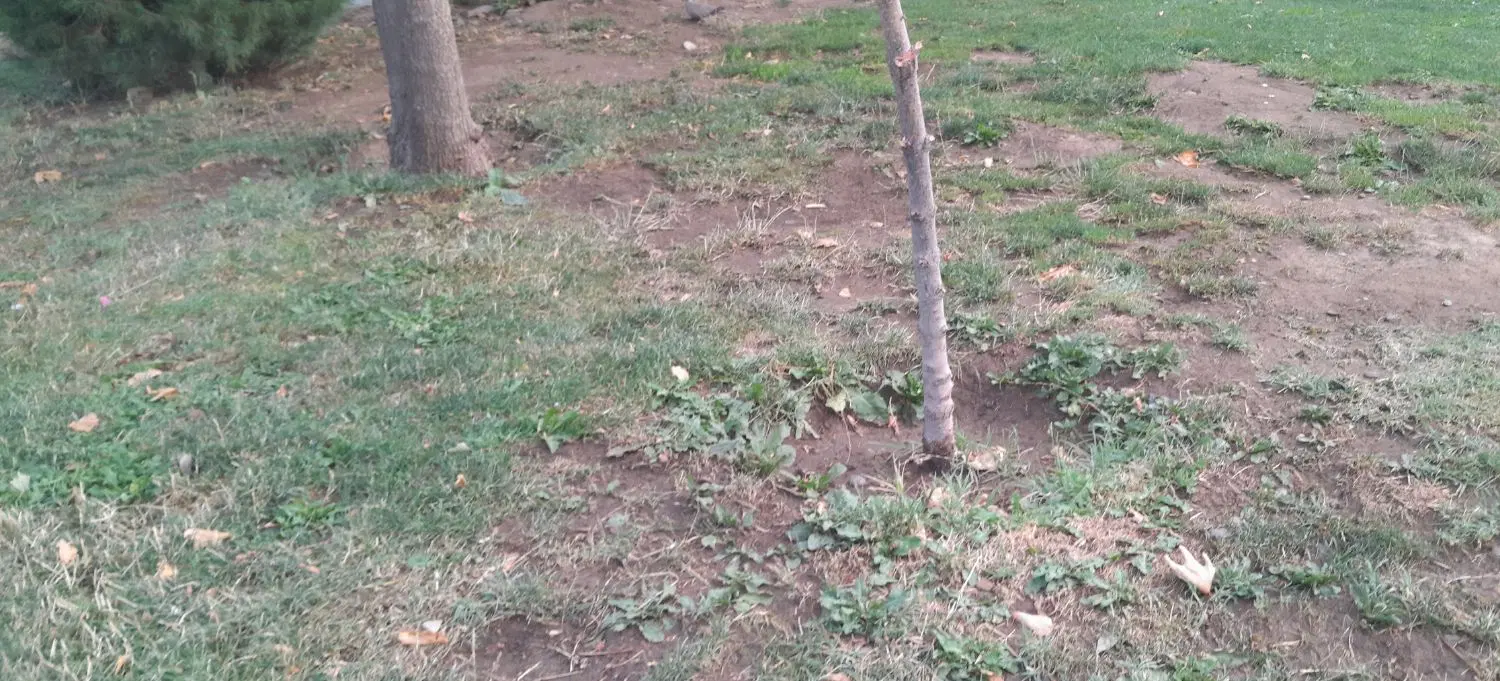 باغ بادام زار شهرک بهشتی