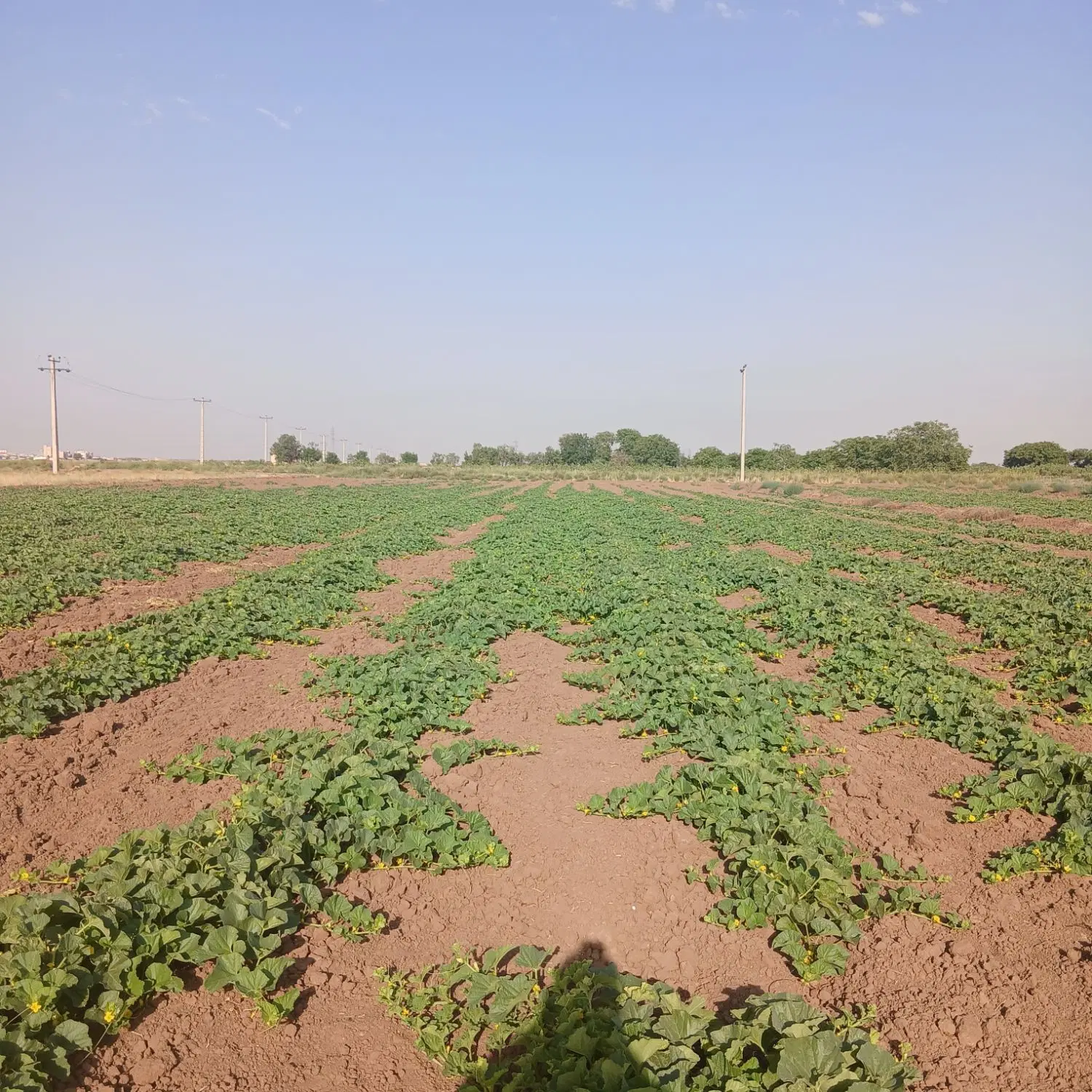 اجاره یک هکتار خیار