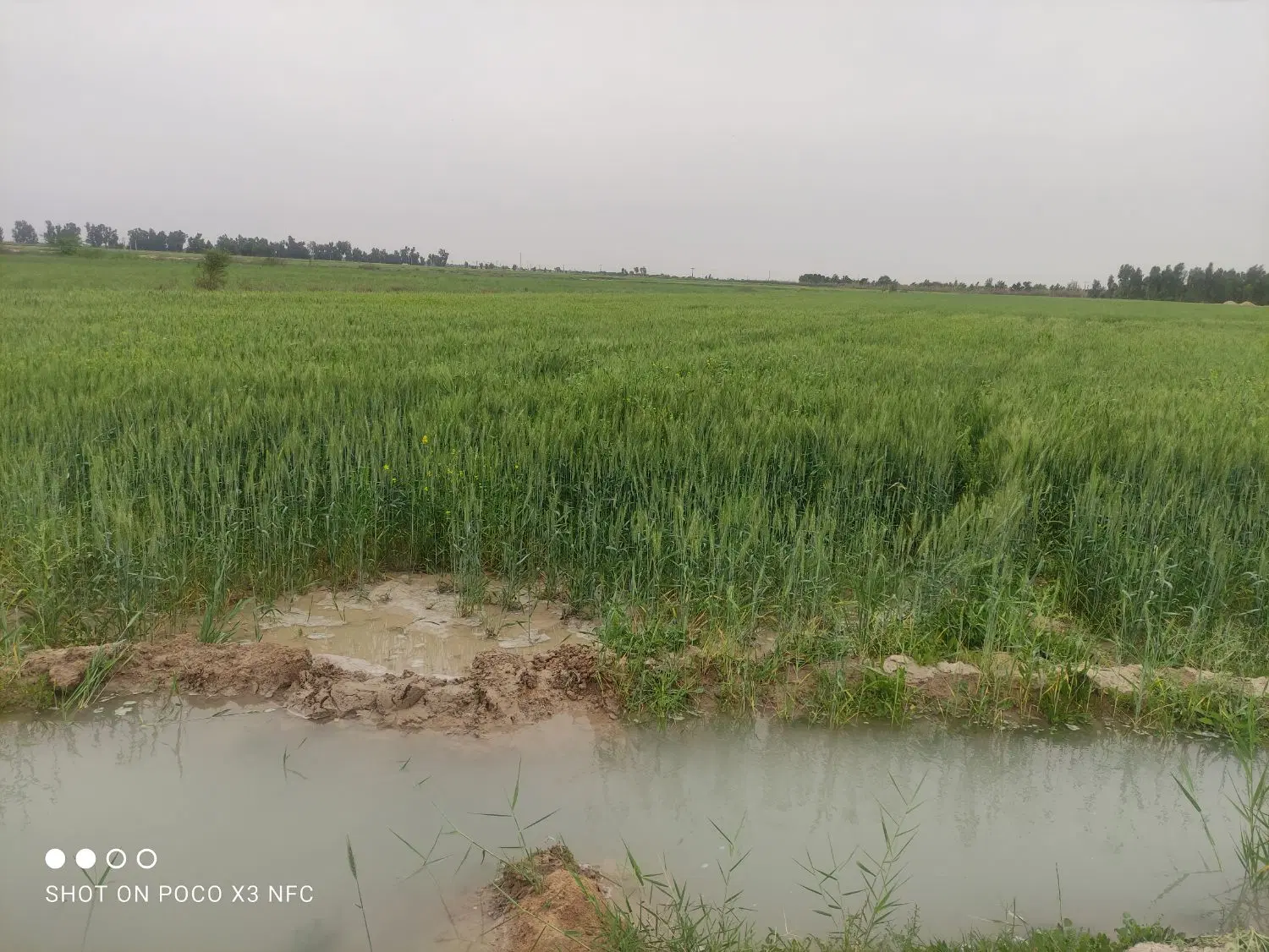 زمین کشاورزی اجاره
