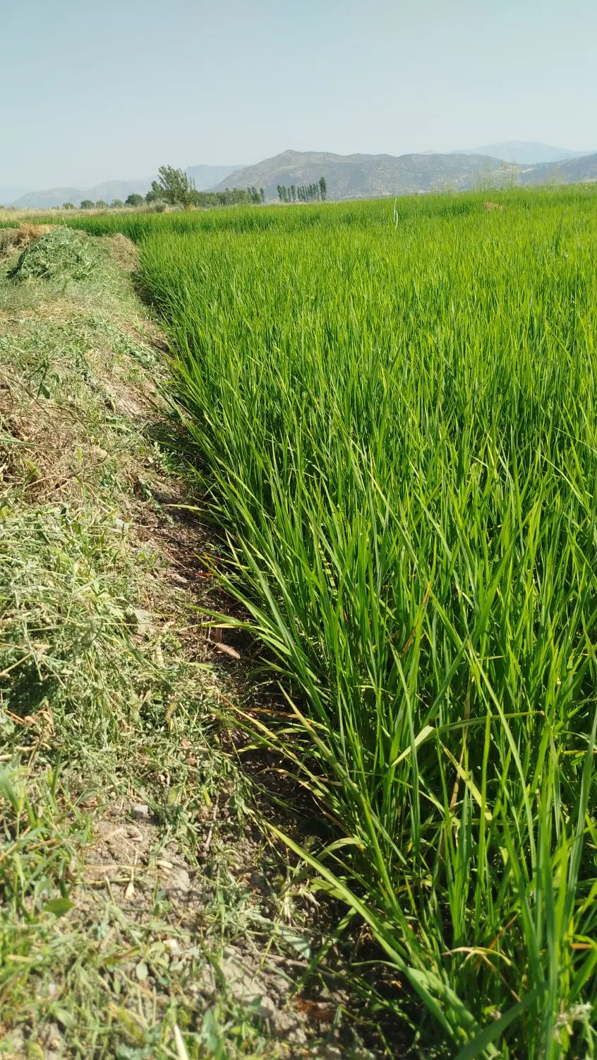 زمین کشاورزی دره تفی
