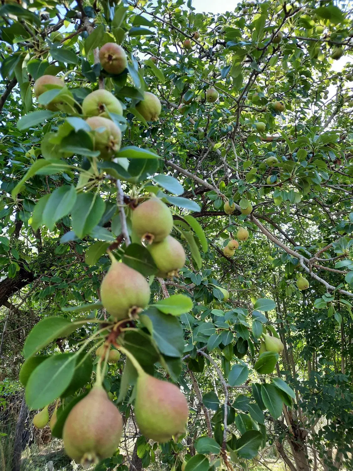باغ بینظیر روستای مادون