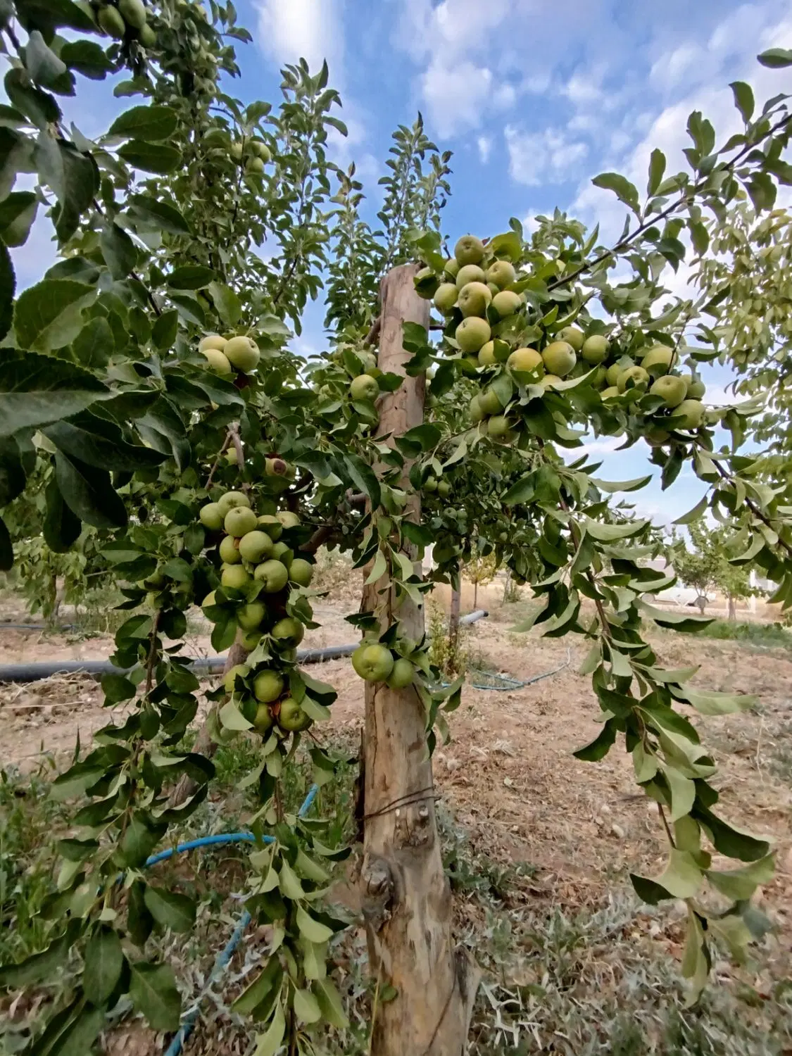 فروش باغ