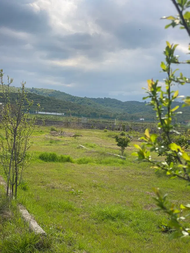 قطعه سند دار جنگلی با انشعابات _فرصت طلایی