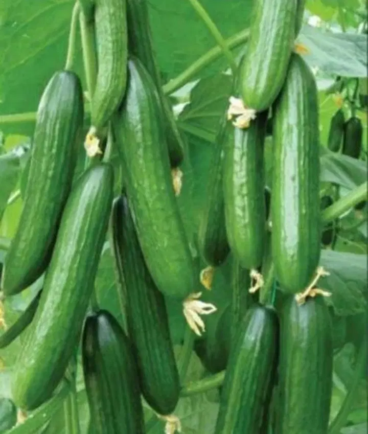 اجاره گلخانه