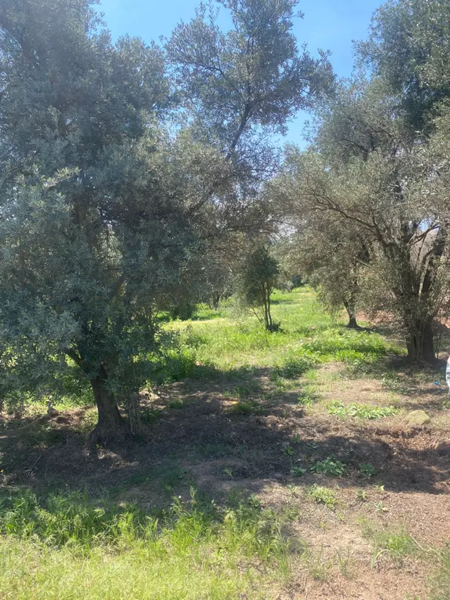 دو قطعه زمین