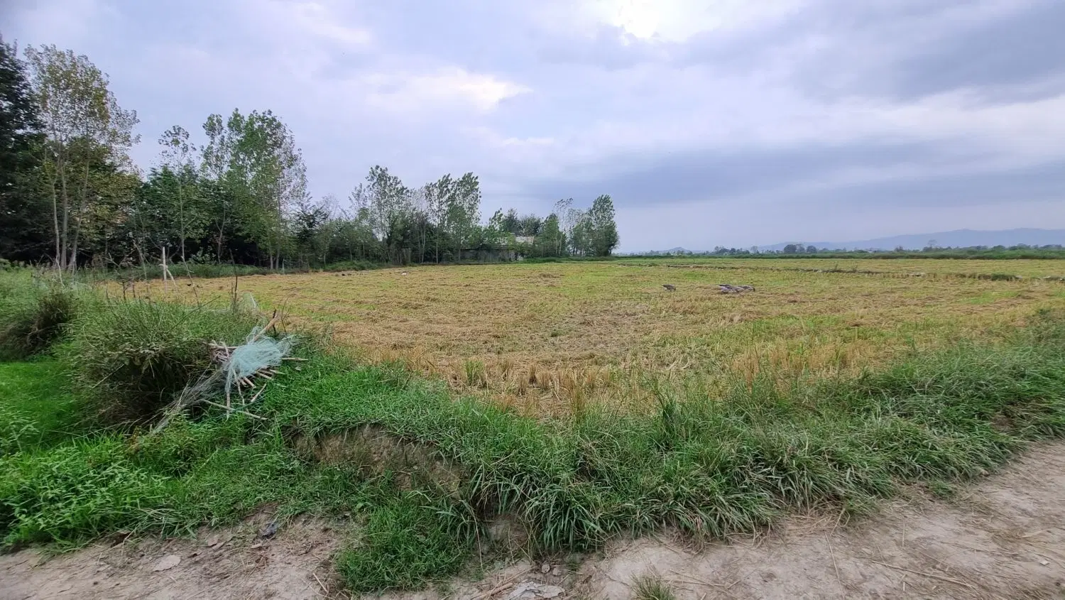 شالیزار بهزراعی
