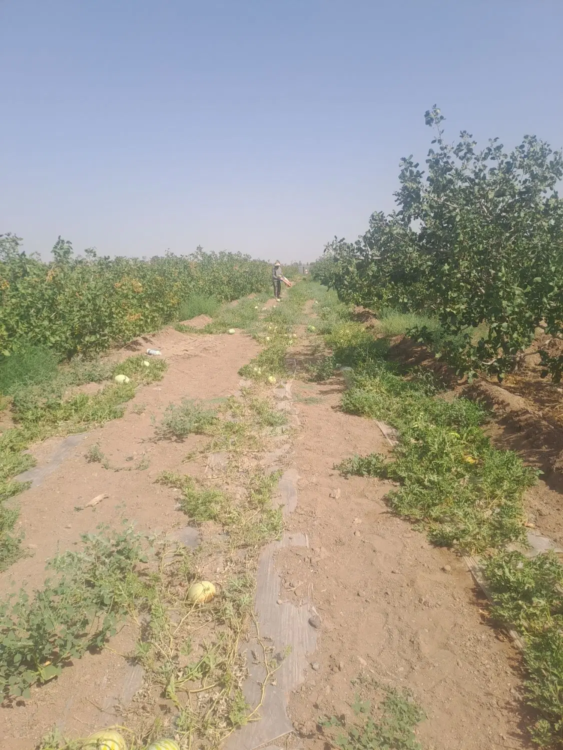 زمین کشاورزی