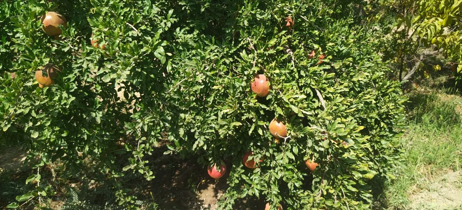 اجاره باغ اناری