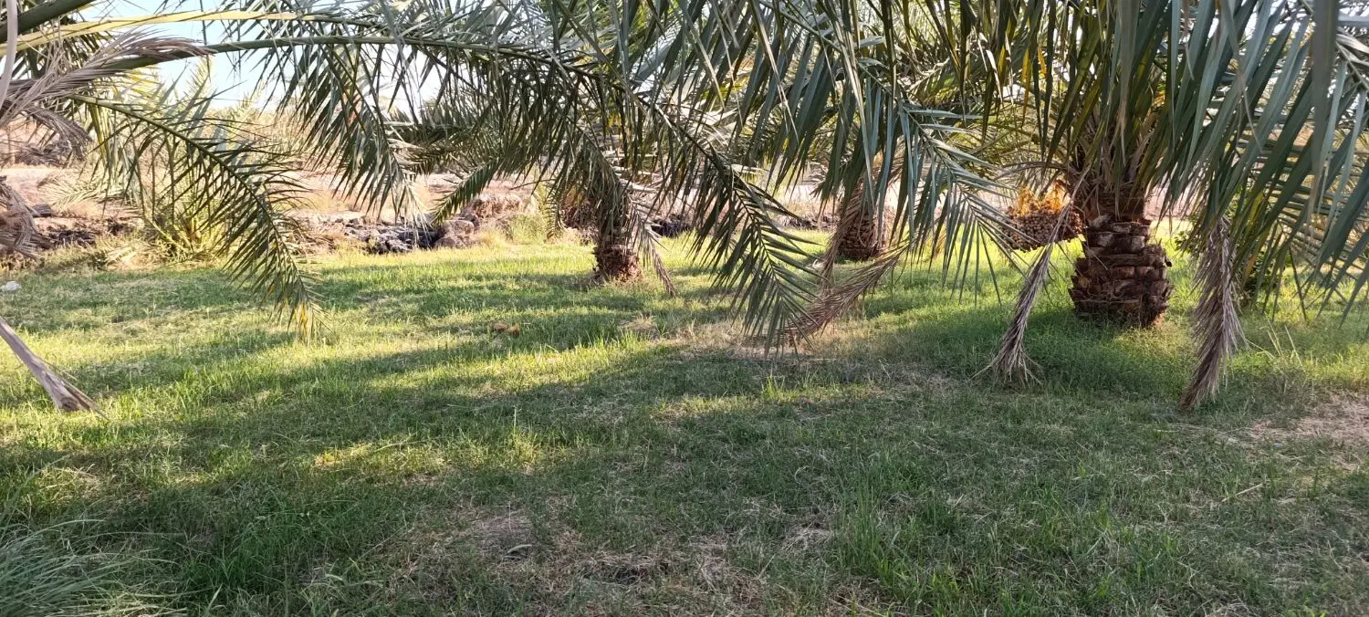 باغ فروشی