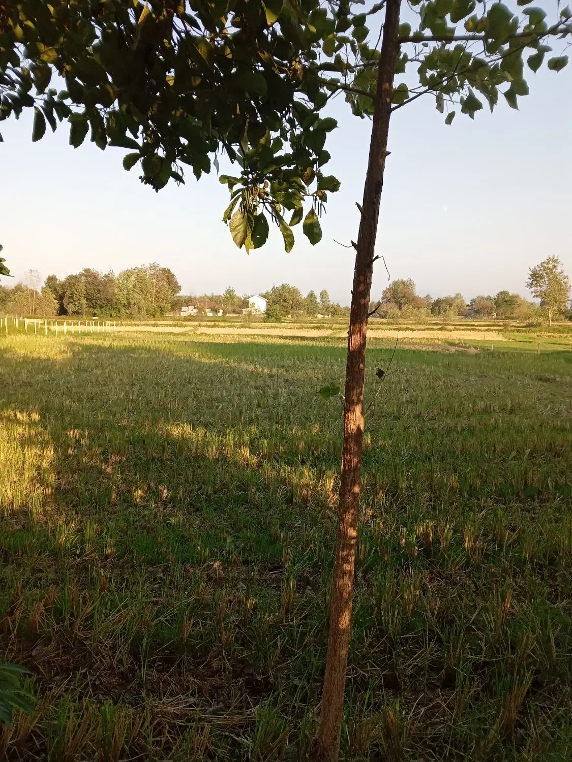 ۲۰۰۰متر زمین شالی داخل طرح بر آسفالت