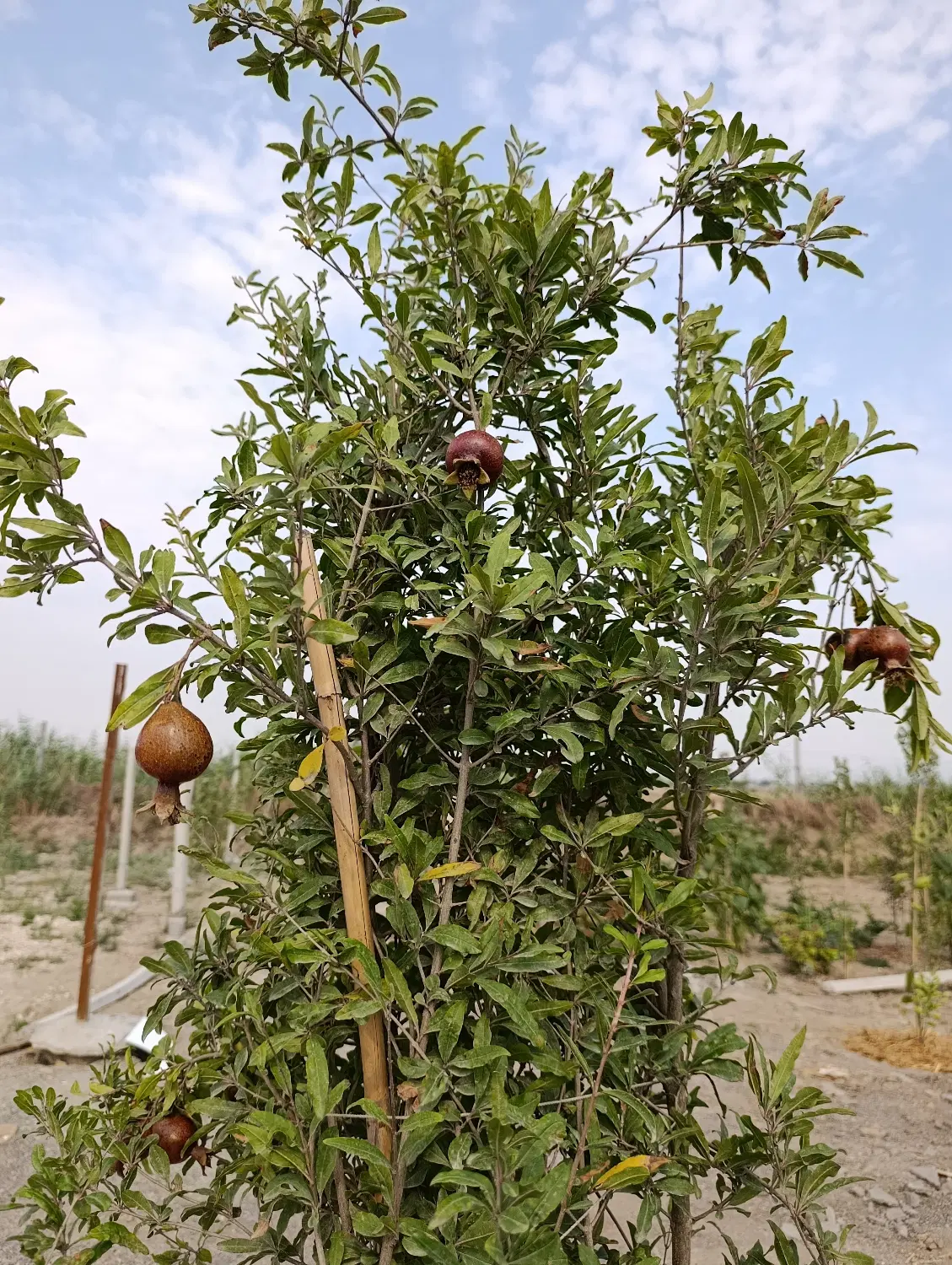 فروش باغ