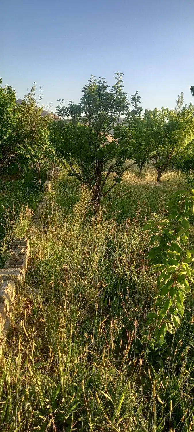 باغ با سند تک برگ و درختان چند ساله