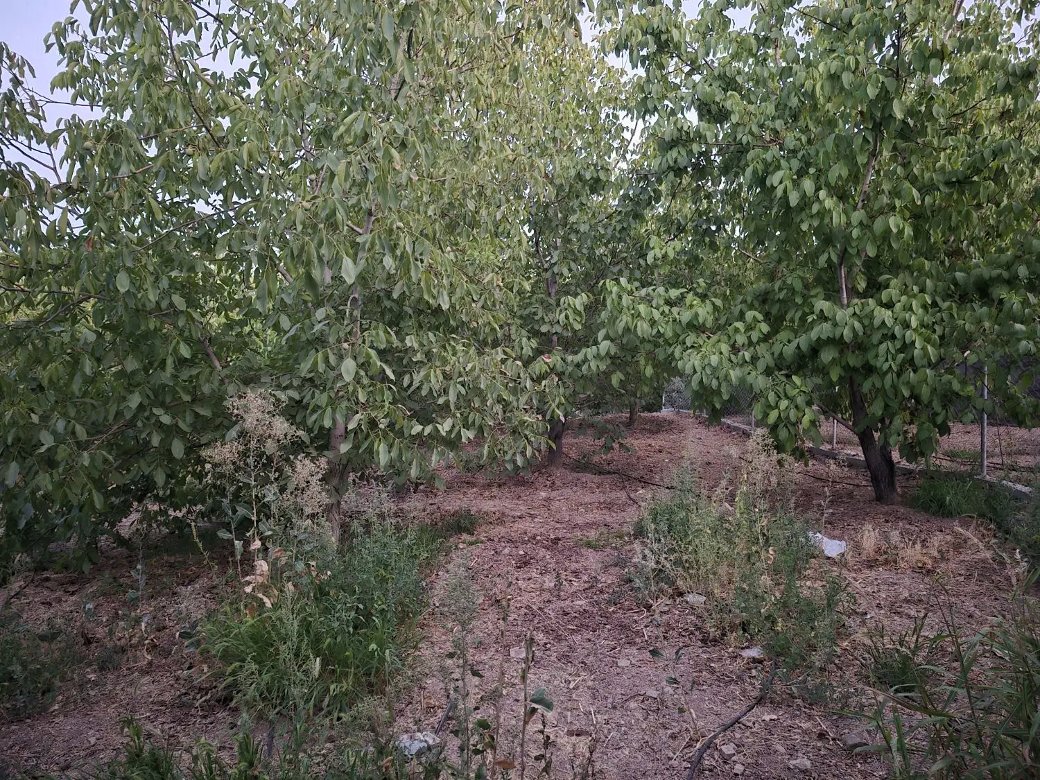 باغ تفریحی