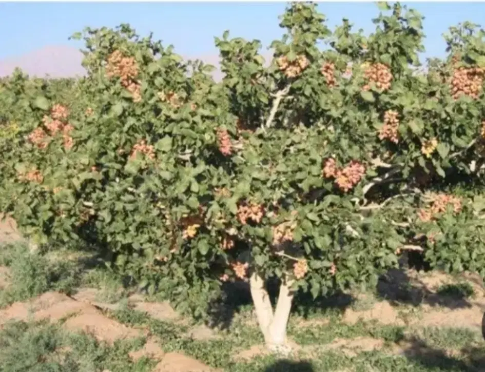 فروش باغ پسته