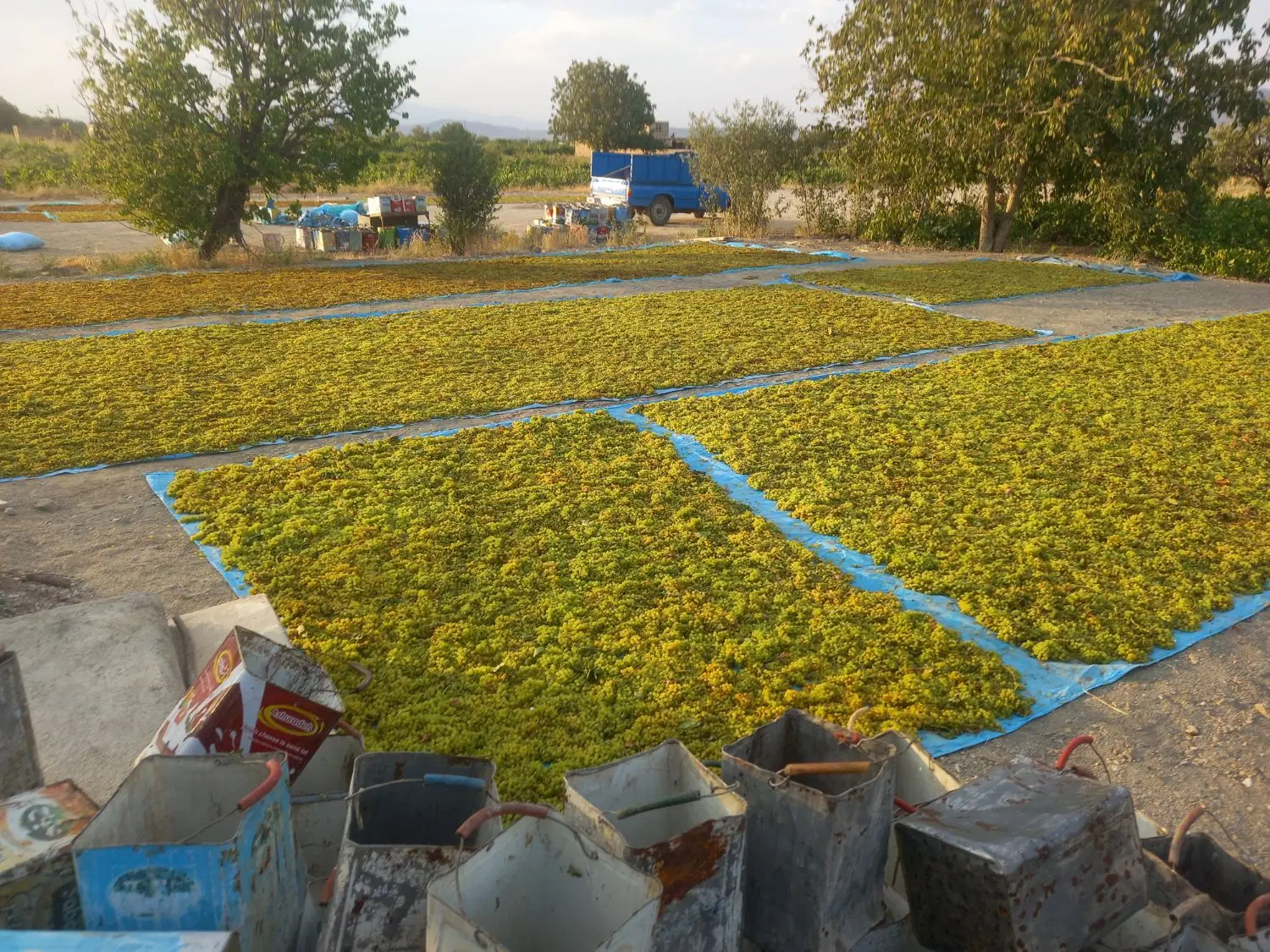 باغ انگور سفید واقع در روستای می آباد منطقه معروف