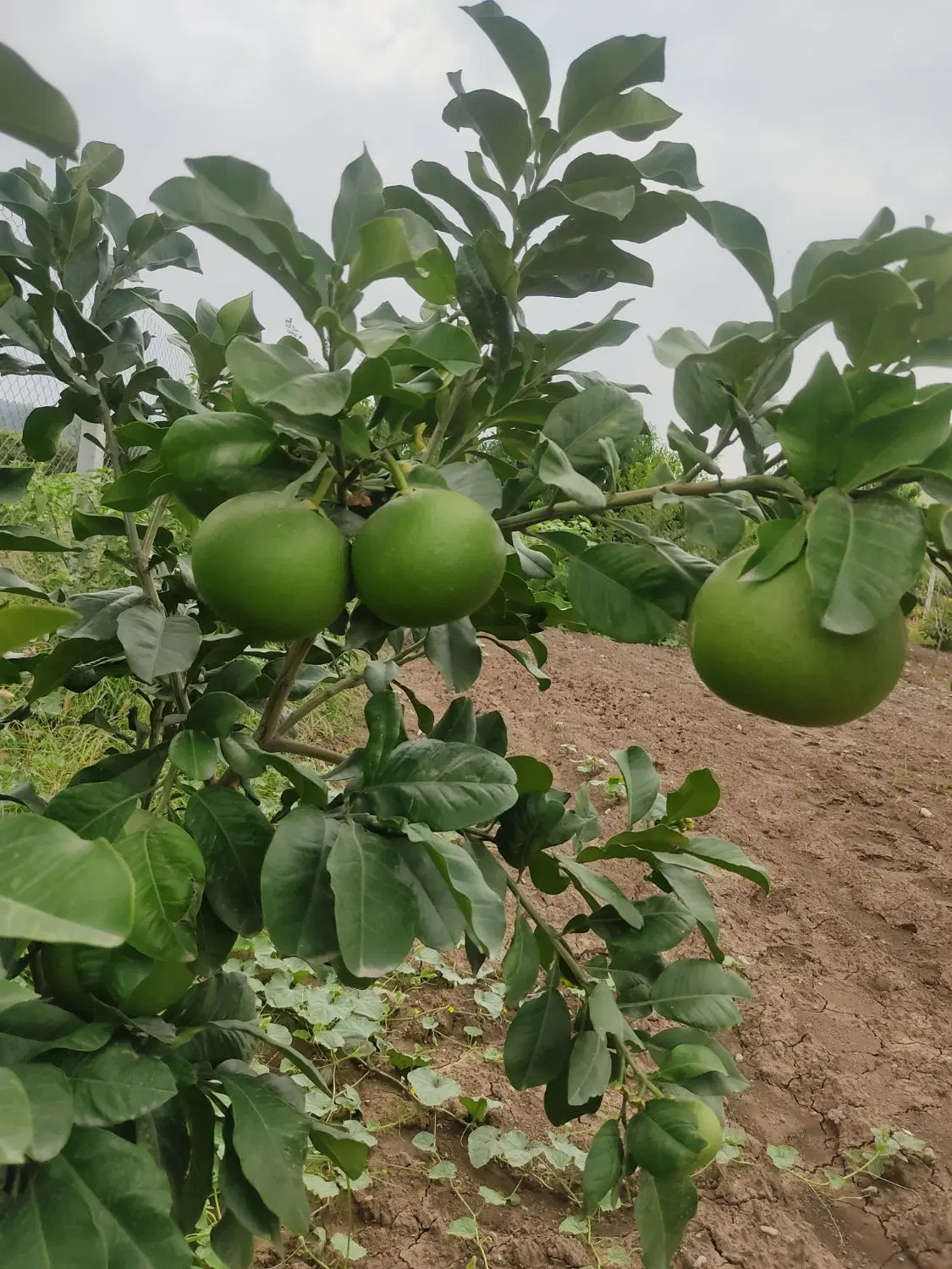 فروش یا معاوضه باغ با خانه در گرگان