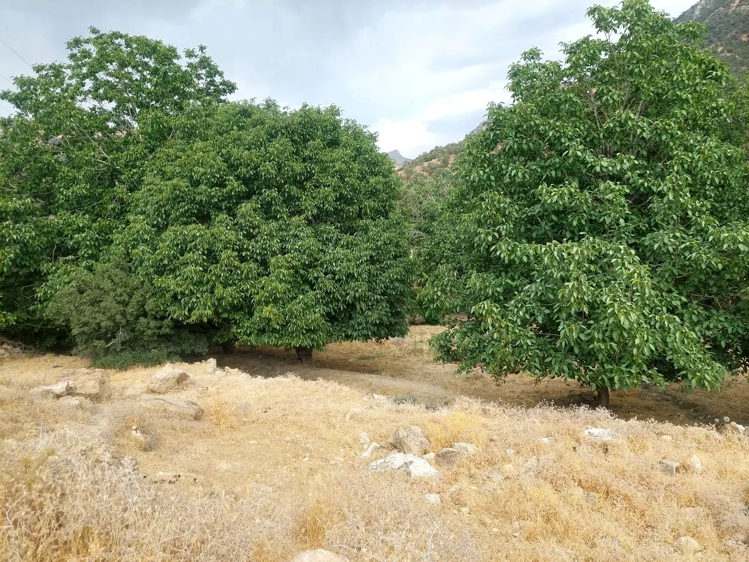 فروش زمین نیرو انتظامی
