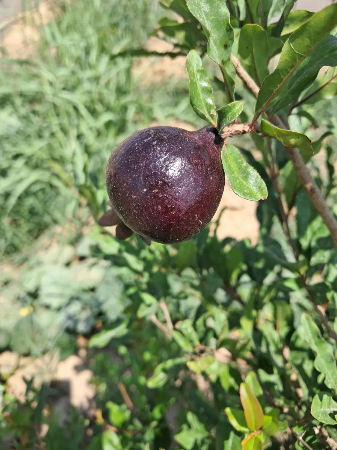 باغچه انار در محمود آباد پاکدشت
