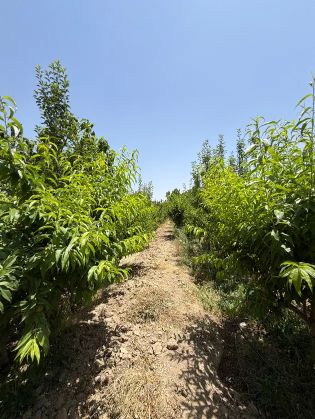 فروش باغ