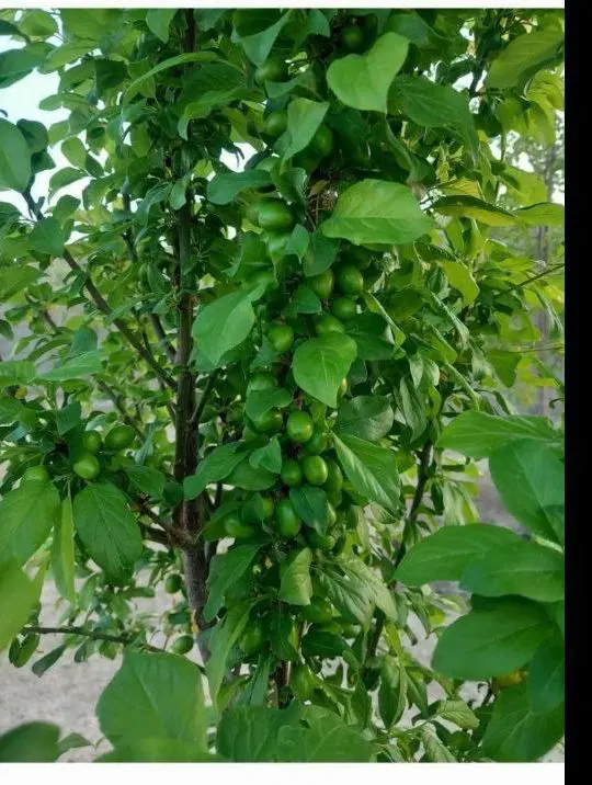 باغ ۸۰۰متری روستای لک لک