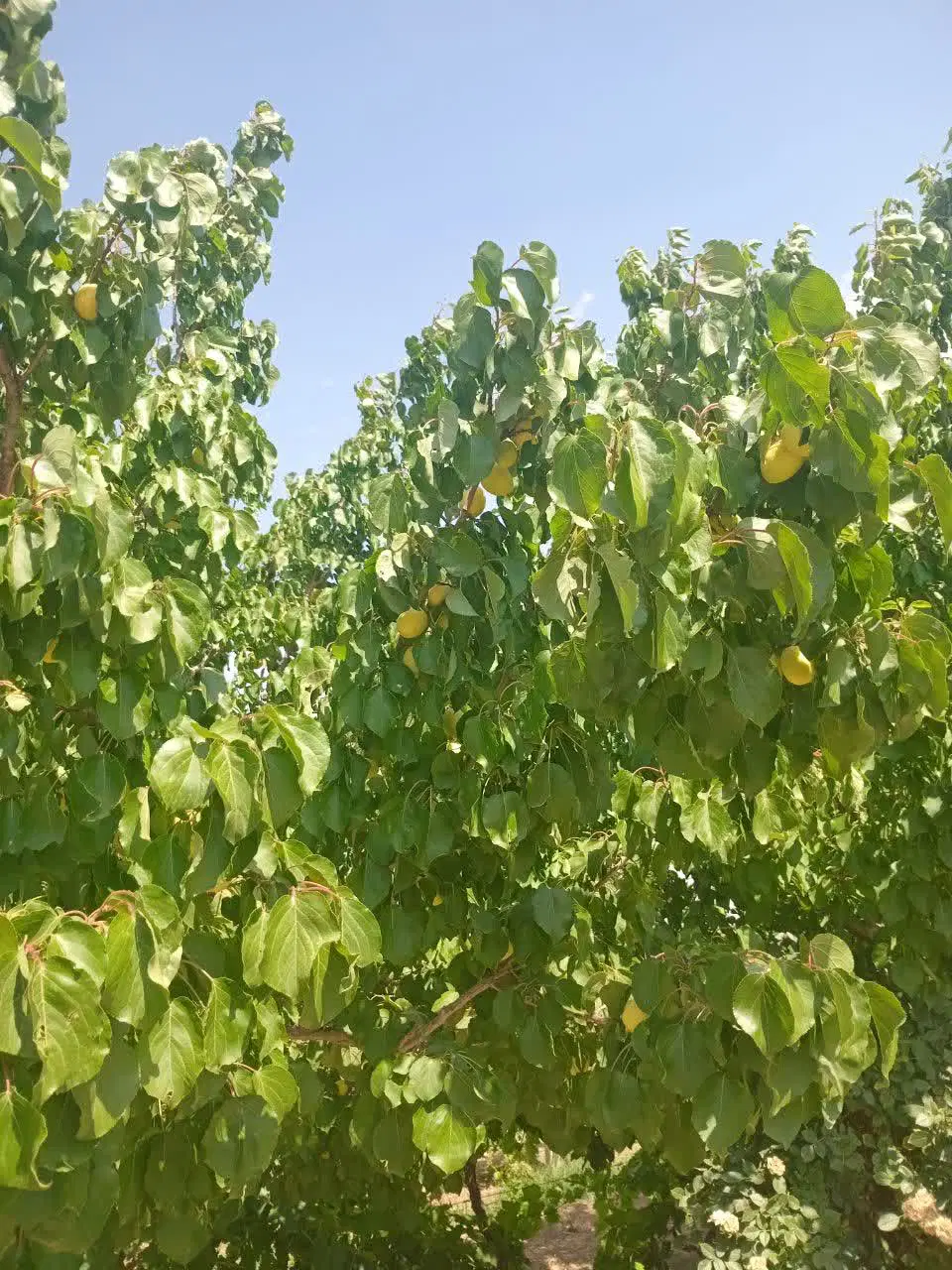 باغچه ۲۰۰۰ متری