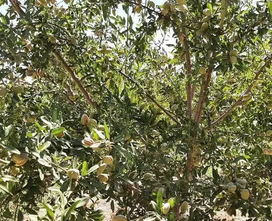 باغ ۴۰۰۰متری