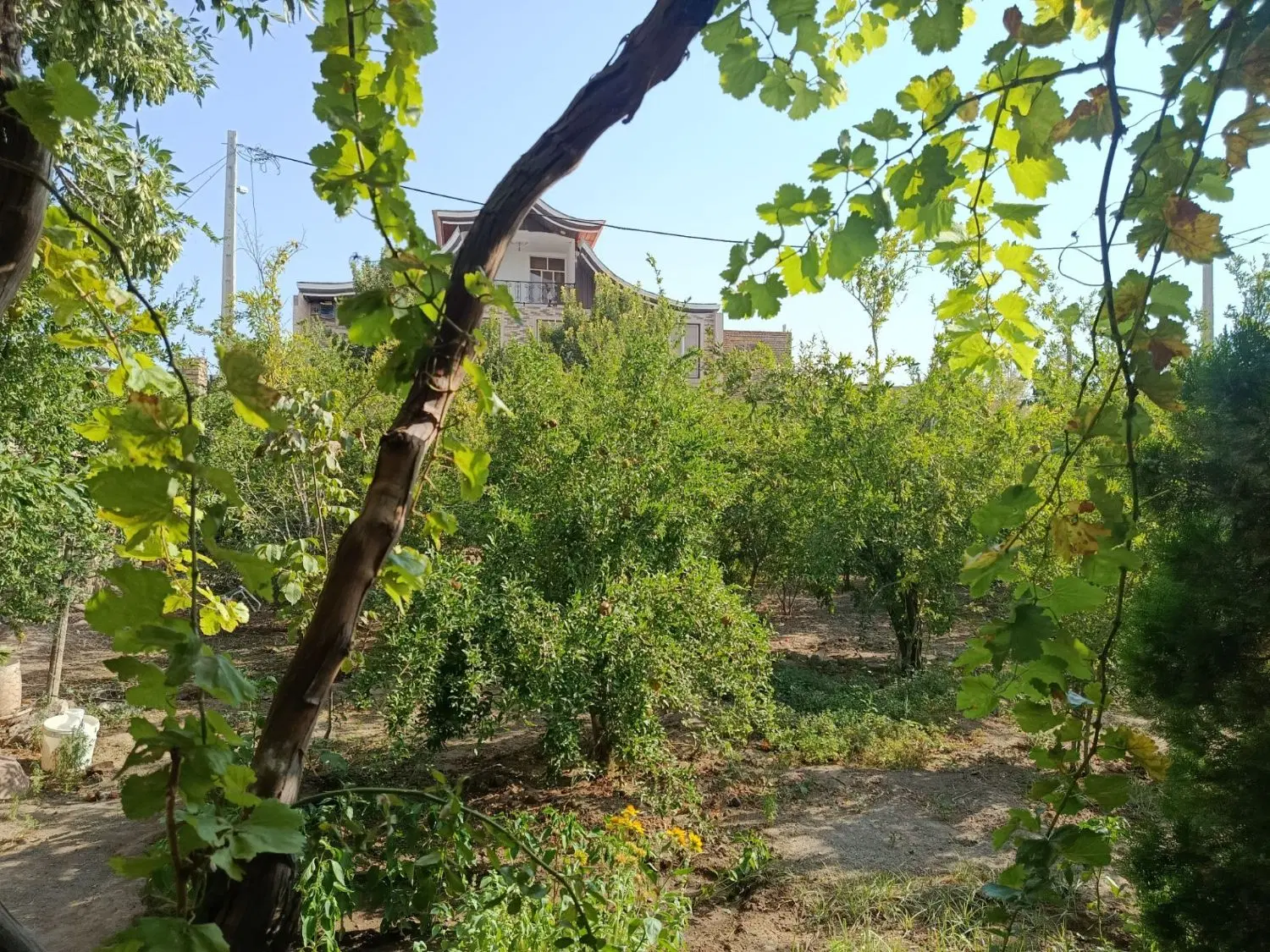 باغ فروشی
