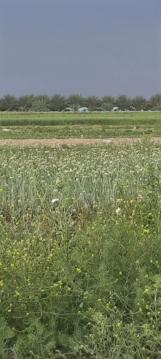 ۸قصب زمین تجاری مسکونی،کنار جاده اصلی