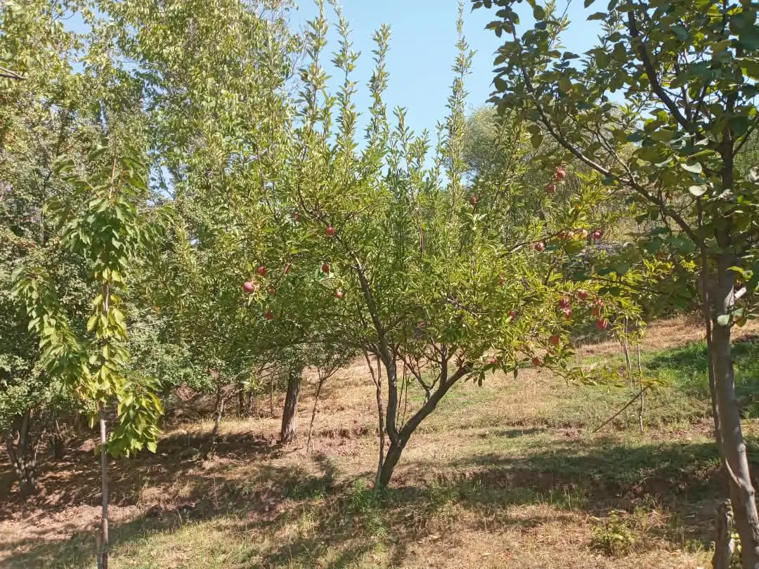 ۵۳۵ متر زمین (امامه بالا)