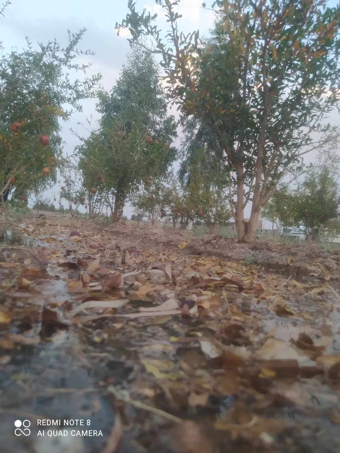 باغ فروشی